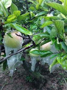 苏北医院吃瓜,揭秘背后真相与争议  第2张